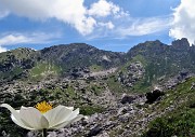 36 Pulsatilla alpina (pulsatilla alpina)    con vista in Corna Grande 